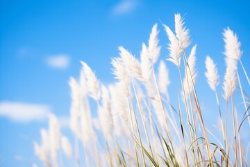 Obraz premium japanese silver grass with white plumes against blue sky