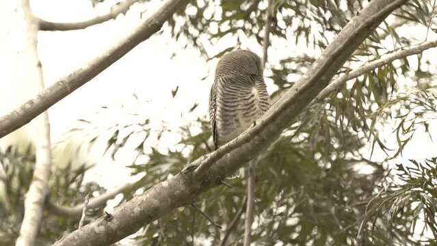 Jungle owlet bird , perched on forest tree branch
