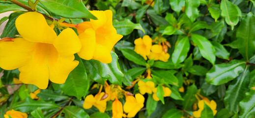 colorful flowers in tropical garden amidst green