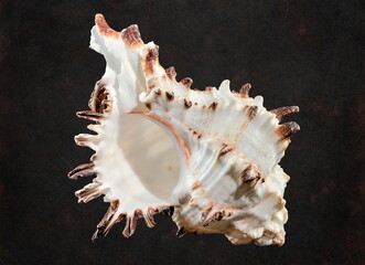 Murex Indivia Longspine Shell on a black background