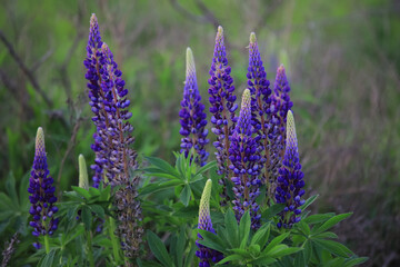Lupines close up on a blurred background