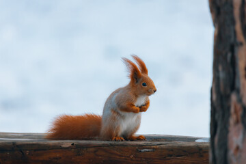 Portrait of a squirrel. Urban wildlife. Eurasian red squirrel (Sciurus vulgaris). Ukraine. Forest. Feeding the animal. Winter animal