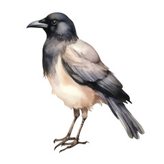 Crow Bird Watercolor Clipart, Beautiful Watercoloured Design for your Project