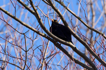 common blackbird perching on the tree branch on the blue sky background