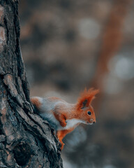 Portrait of a squirrel. Urban wildlife. Eurasian red squirrel (Sciurus vulgaris). Ukraine. Forest. Feeding the animal. Winter animal © Denis Chubchenko