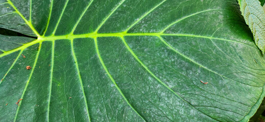 green tropical foliage in forest on the Brazilian coast