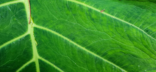 green tropical foliage in forest on the Brazilian coast
