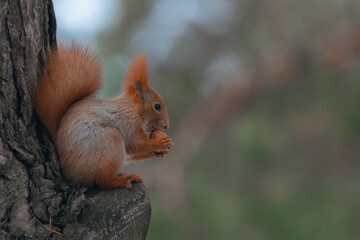 Portrait of a squirrel. Urban wildlife. Eurasian red squirrel (Sciurus vulgaris). Ukraine. Forest. Feeding the animal. Winter animal