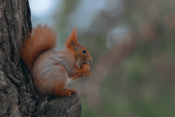 Portrait of a squirrel. Urban wildlife. Eurasian red squirrel (Sciurus vulgaris). Ukraine. Forest. Feeding the animal. Winter animal