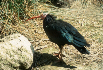Ibis chauve,.Geronticus eremita, Northern Bald Ibi
