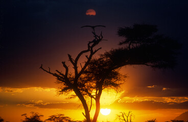 coucher de soleil, Jabiru d'Afrique,, Ephippiorhynchus senegalensis, Saddle billed Stork, Parc national de Masai Mara, Kenya
