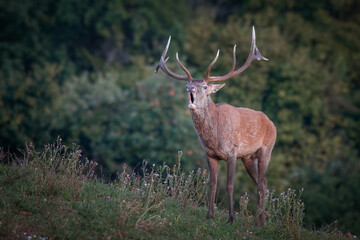 Red Deer (Cervus elaphus) bellowing during rut, in natural habitat