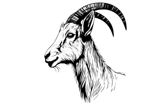 Goat head hand drawn ink sketch. Engraved style vector logotype.