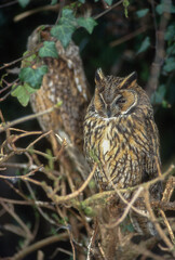 Hibou moyen duc,.Asio otus , Long eared Owl