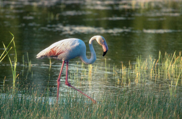 Flamant rose, .Phoenicopterus roseus, Greater Flamingo, Camargue, 13, Bouches du Rhone, France