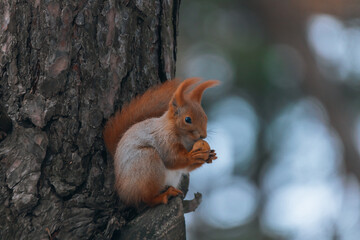 Portrait of a squirrel. Urban wildlife. Eurasian red squirrel (Sciurus vulgaris). Ukraine. Forest. Feeding the animal. Winter animal