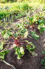 Ripe beetroot grows in the ground at the vegetable garden - 725440909