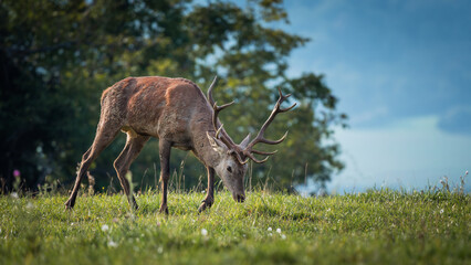 Red Deer (Cervus elaphus) grazing in meadow, peaceful forest backdrop