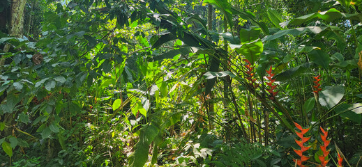 green tropical foliage in forest on the Brazilian coast