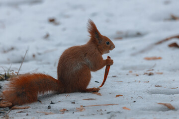 Portrait of a squirrel. Urban wildlife. Eurasian red squirrel (Sciurus vulgaris). Ukraine. Forest. Feeding the animal. Winter animal