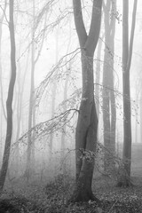 fog in the woods,nebel im wald