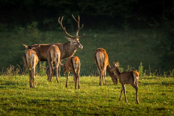 Herd of Red Deer (Cervus elaphus) in the wild with a majestic stag overseeing hinds and fawns in a lush green field during golden hour, illustrating wildlife social structure and natural behavior.