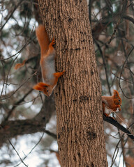 Portrait of a squirrel. Urban wildlife. Eurasian red squirrel (Sciurus vulgaris). Ukraine. Forest. Feeding the animal. Winter animal