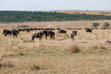 Naklejka na ściany i meble migration in the Masai Mara Kenya