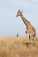Naklejka na ściany i meble Giraffes in Tsavo East and Tsavo West National Park Kenya