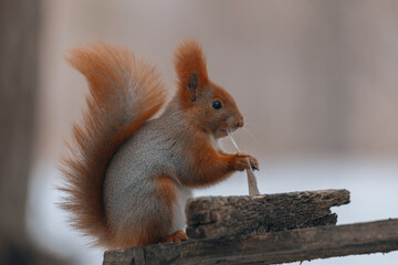 Portrait of a squirrel. Urban wildlife. Eurasian red squirrel (Sciurus vulgaris). Ukraine. Forest. Feeding the animal. Winter animal