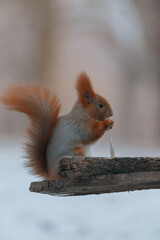 Portrait of a squirrel. Urban wildlife. Eurasian red squirrel (Sciurus vulgaris). Ukraine. Forest. Feeding the animal. Winter animal