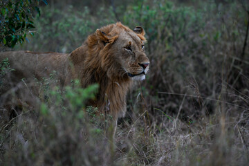 Male lions in the Masai Mara savannah