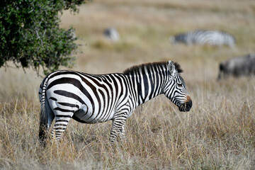Zebra in the Savanna of Kenya