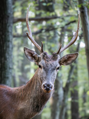 Intimate portrait of a Red Deer (Cervus elaphus) with a detailed view of its antlers in a dense forest, exuding calmness and grace.