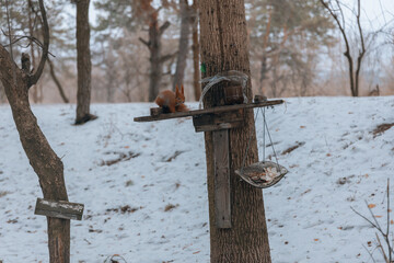 Portrait of a squirrel. Urban wildlife. Eurasian red squirrel (Sciurus vulgaris). Ukraine. Forest. Feeding the animal. Winter animal