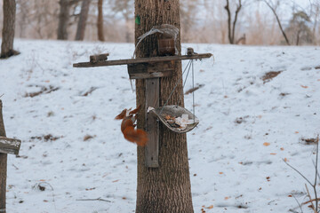 Portrait of a squirrel. Urban wildlife. Eurasian red squirrel (Sciurus vulgaris). Ukraine. Forest. Feeding the animal. Winter animal