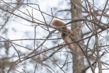 Portrait of a squirrel. Urban wildlife. Eurasian red squirrel (Sciurus vulgaris). Ukraine. Forest. Feeding the animal. Winter animal