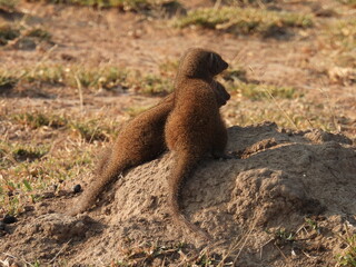 wolfberg arch , caves , hyena , kruger national park 