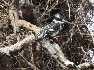 wolfberg arch , caves , hyena , kruger national park 