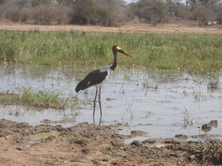 wolfberg arch , caves , hyena , kruger national park 