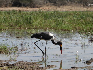 wolfberg arch , caves , hyena , kruger national park 