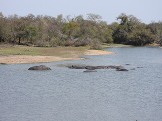 wolfberg arch , caves , hyena , kruger national park 