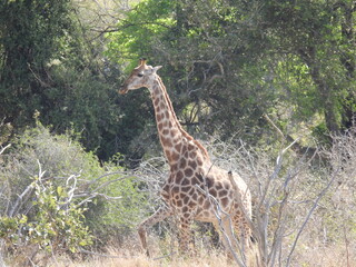 wolfberg arch , caves , hyena , kruger national park 