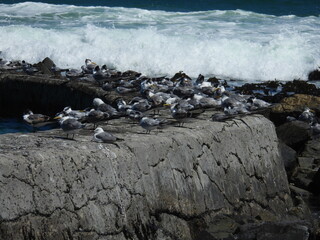 Wolfberg , Flowers , Table Mountain , Kruger 