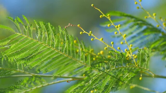 Yellow Mimosa Flowers. Holiday Spring Background. Beautiful Blooming Mimosa Or Acacia Dealbata. Still.