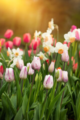 tulipany i narcyze, wiosenna kompozycja	
