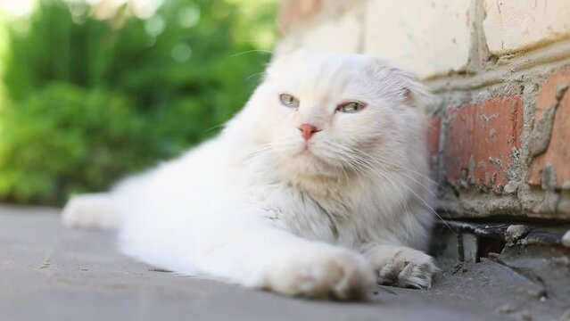 Scottish Fold cat with large blue eyes lies on the street against the background of bright grass.