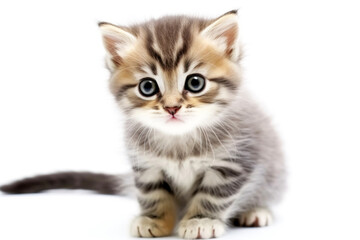 A small beautiful kitten plays happily in a jump, white background isolate.