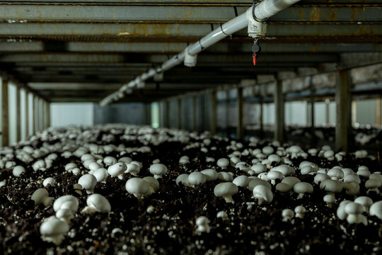 Paris mushroom (Agaricus bisporus) native to Europe and North America, widely cultivated for use in gastronomy. - stock photo