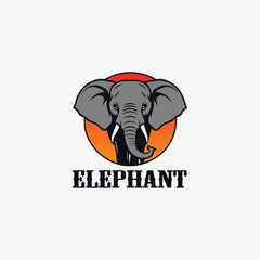 vector elephant animal ilustration design